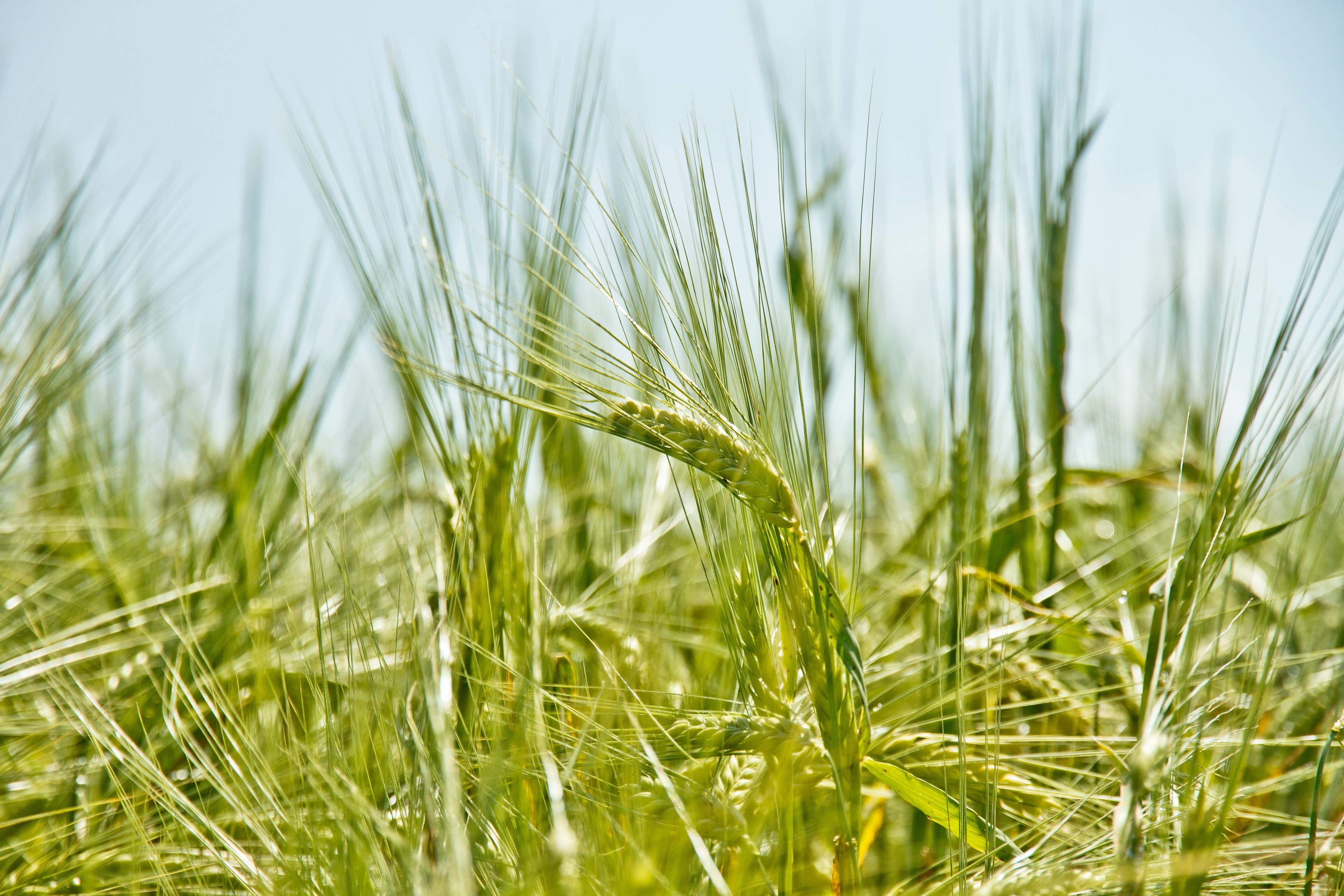 Crops grown in the farmland