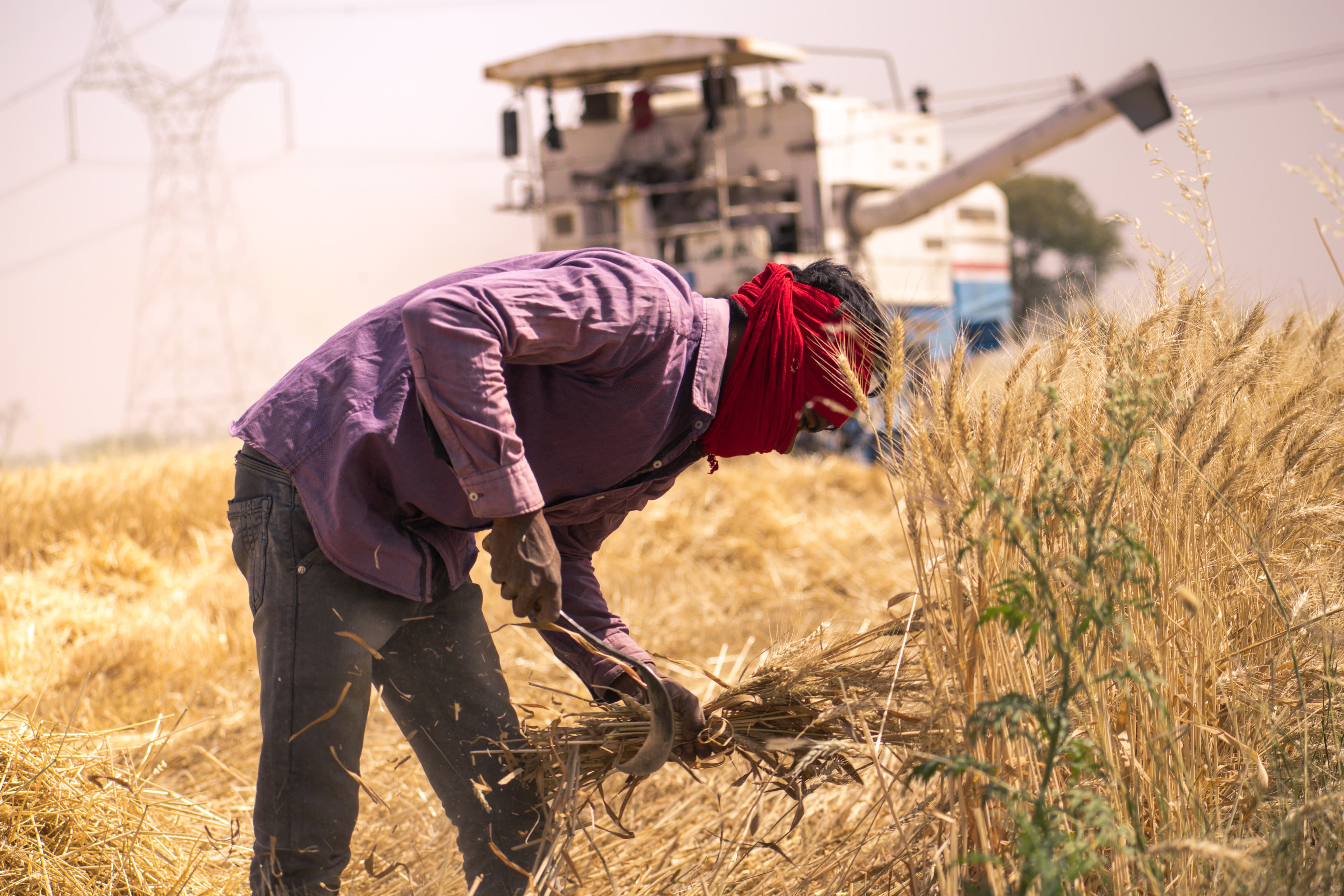 Farmer harvesting crops