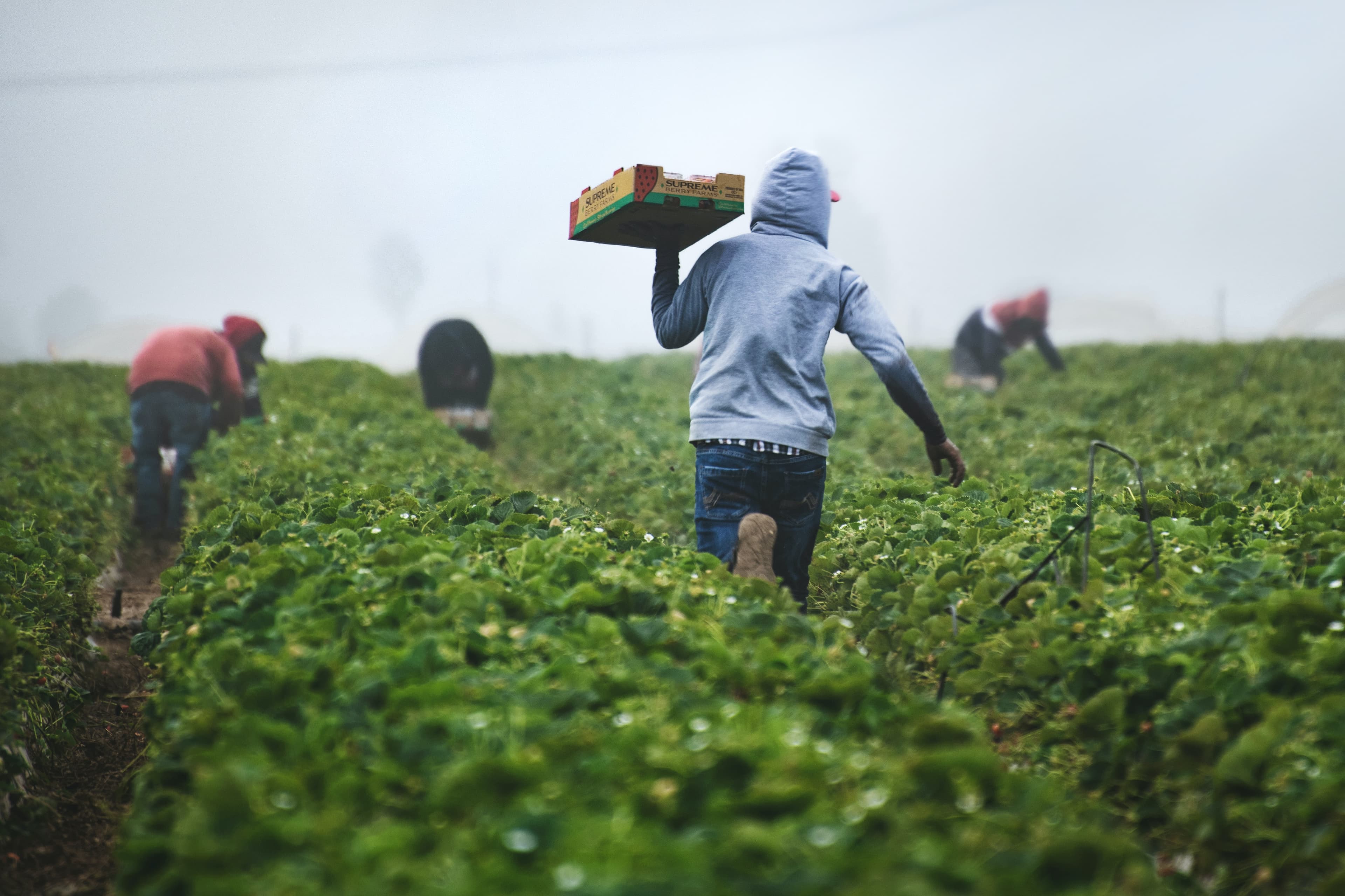 Person carrying the farm products